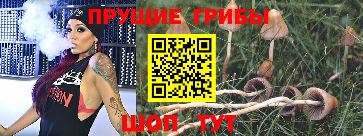 Сосновоборск  купить   Псилоцибиновые грибы мицелий  Вход с VPN  Псилоцибиновые грибы Psilocybe 